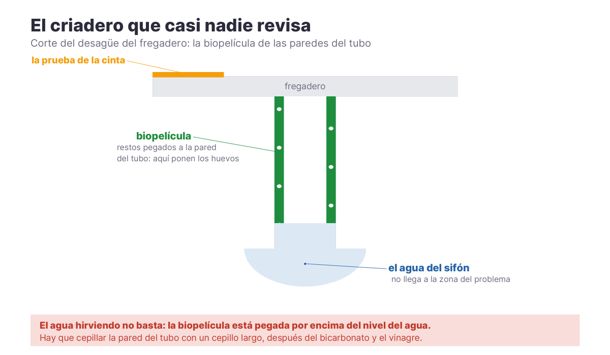 Corte del desagüe de un fregadero mostrando la capa de biopelícula pegada a las paredes del tubo, por encima del agua del sifón