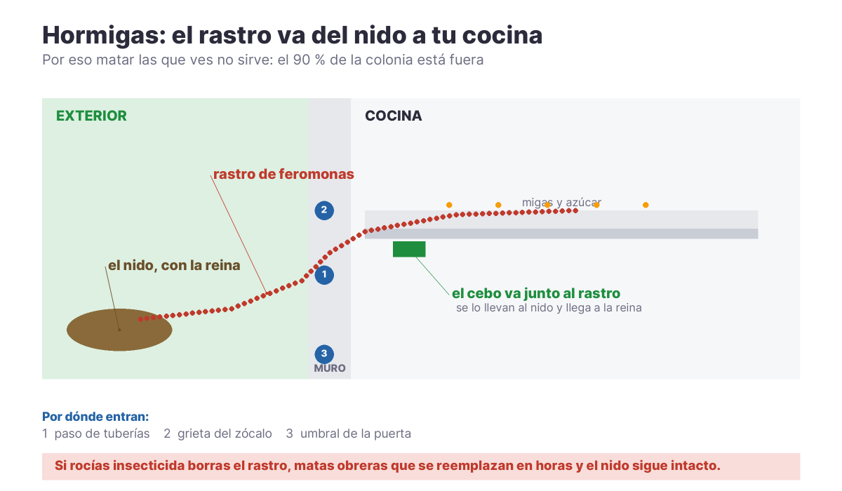 Corte de una casa: el nido en el exterior, el rastro de feromonas atravesando el muro y el cebo