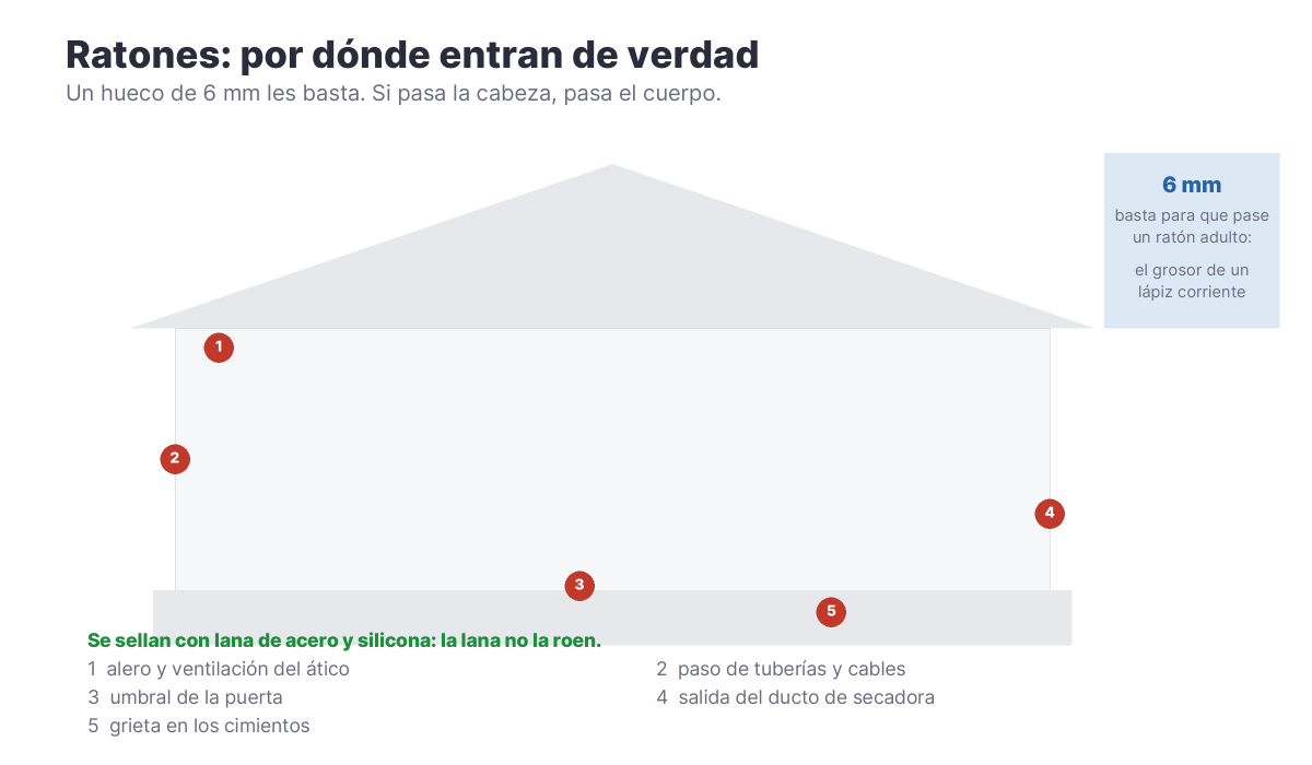 Corte de una casa señalando las cinco vías de entrada de los ratones: alero, paso de tuberías