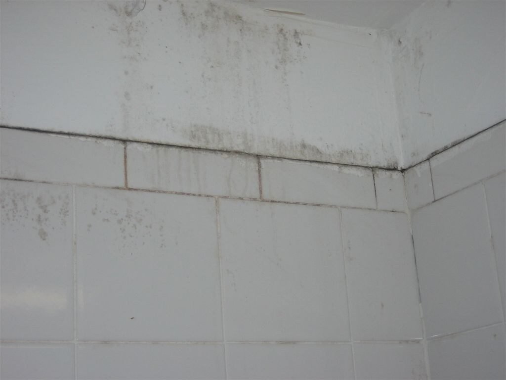Moho negro en la esquina de un baño, sobre el azulejo y la pared